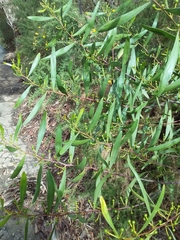 Acacia dodonaeifolia