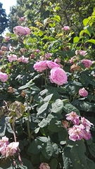 Rosa gallica