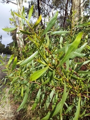 Acacia dodonaeifolia