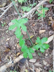 Ibervillea hypoleuca