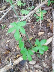 Ibervillea hypoleuca