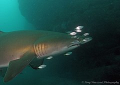 Pseudocaranx georgianus