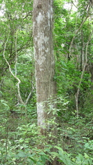 Terminalia amazonia