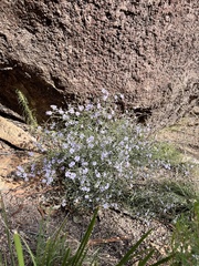 Olearia ramosissima