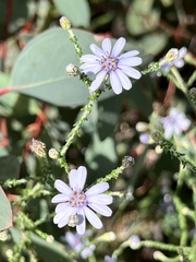 Olearia ramosissima