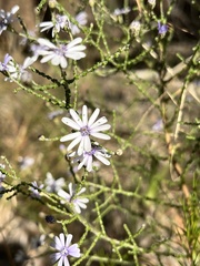 Olearia ramosissima
