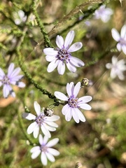 Olearia ramosissima