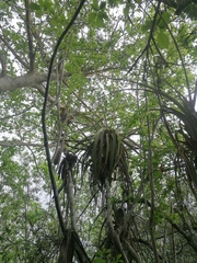Tillandsia huamelulaensis