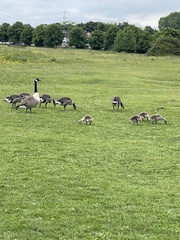Branta canadensis