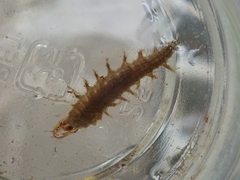 Hydrochara affinis
