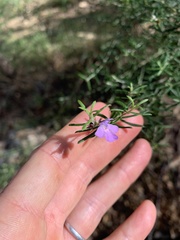 Westringia eremicola