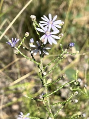Olearia ramosissima