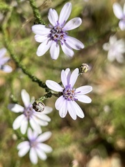 Olearia ramosissima