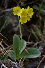 Primula auricula