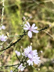Olearia ramosissima