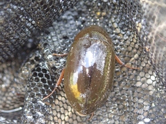 Hydrochara affinis