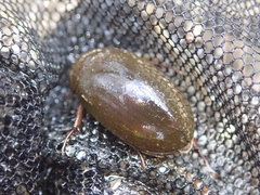 Hydrochara affinis