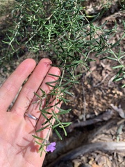 Westringia eremicola