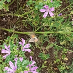 Macroglossum stellatarum