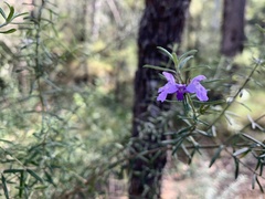 Westringia eremicola