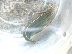Whitmania edentula