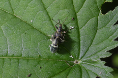 Phyllobius pomaceus