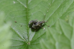 Phyllobius pomaceus