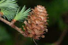 Larix kaempferi