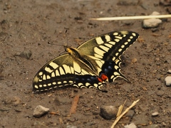 Papilio machaon hippocrates