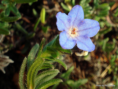 Glandora diffusa