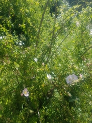 Rosa canina
