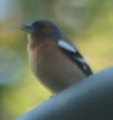 Fringilla coelebs