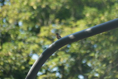 Fringilla coelebs