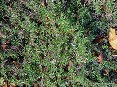 Glandora diffusa
