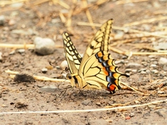 Papilio machaon hippocrates