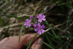 Primula farinosa