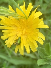 Cryptocephalus aureolus