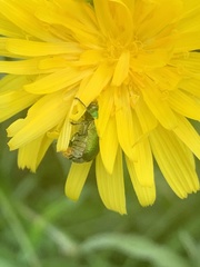 Cryptocephalus aureolus