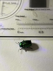 Cryptocephalus aureolus