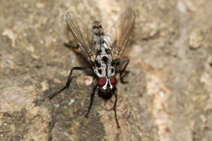 Eustalomyia hilaris