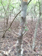 Zanthoxylum arborescens