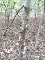 Zanthoxylum arborescens