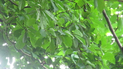 Terminalia amazonia