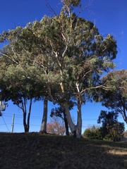 Eucalyptus mannifera