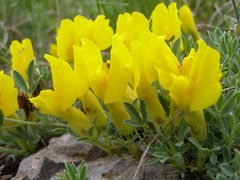 Chamaecytisus wulfii