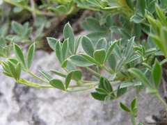 Chamaecytisus wulfii