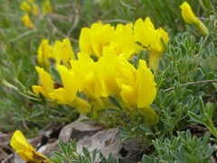 Chamaecytisus wulfii