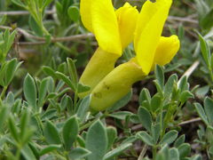 Chamaecytisus wulfii