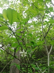 Tabernaemontana amygdalifolia