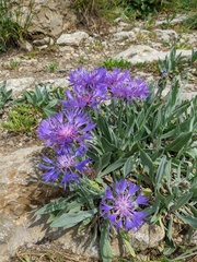 Centaurea fuscomarginata